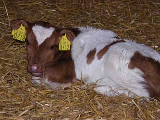 Castlefarm - Calf